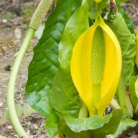 American Skunk Cabbage